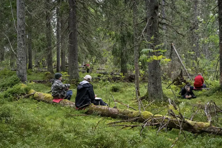 Lapsia vihreässä ikimetsässä. Kaksi lasta istuvat etualalla lahoavan ja sammaloituneen puunrungon päällä. Metsänpohjalla on mustikanvarpuja.
