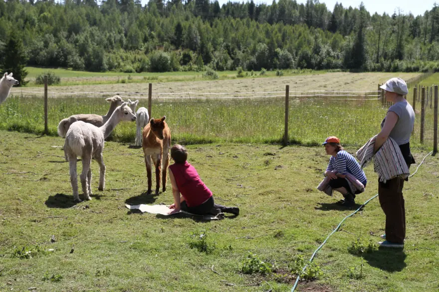 Kolme ihmistä katsoo alpakoita pellolla. On kesä, taustalla vihreä metsä. Alpakoita on neljä, kaksi niistä katsoo takaisin.