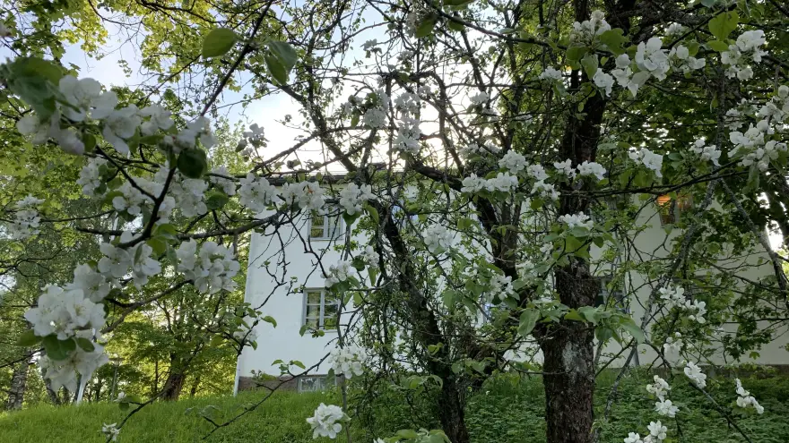 The light-colored building of the Avonian Music School. In the foreground of the image is a blooming apple tree.