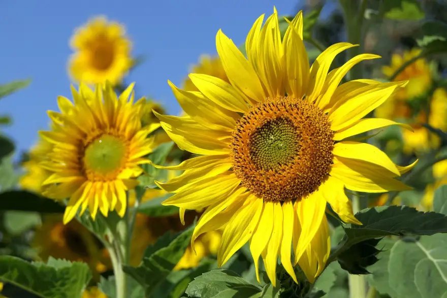 In the illustration, a large yellow sunflower is in the foreground, with a couple of smaller ones in the background, green leaves, and a blue sky.