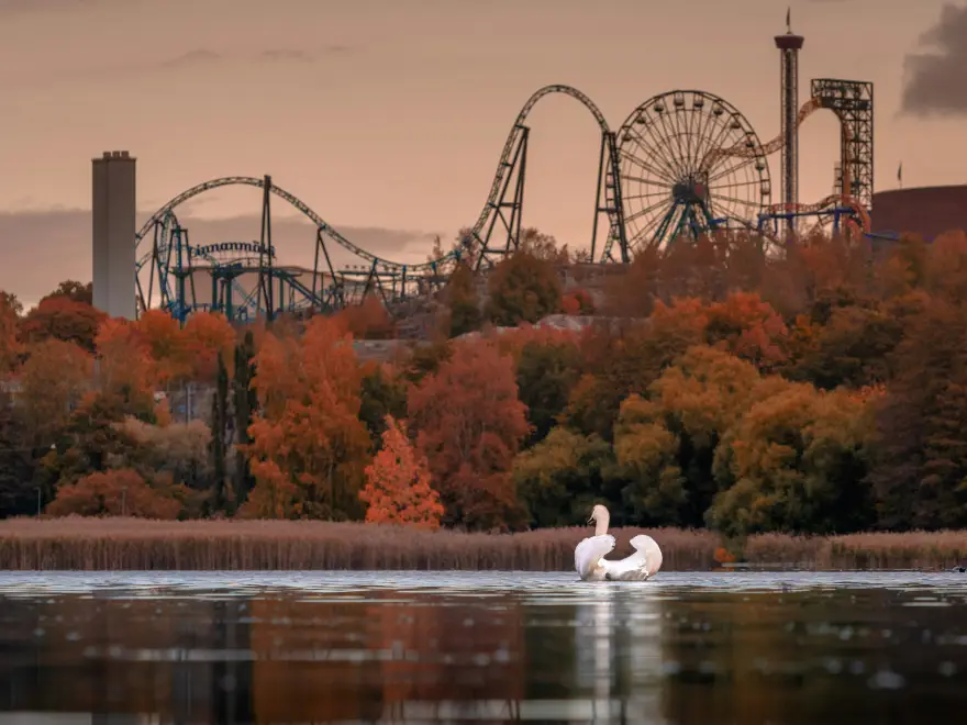 Autumn foliage, the silhouette of Linnanmäki, and a swan swimming in Töölönlahti in the evening glow.